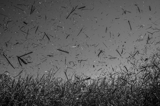 Sugarcane flying up in the air.